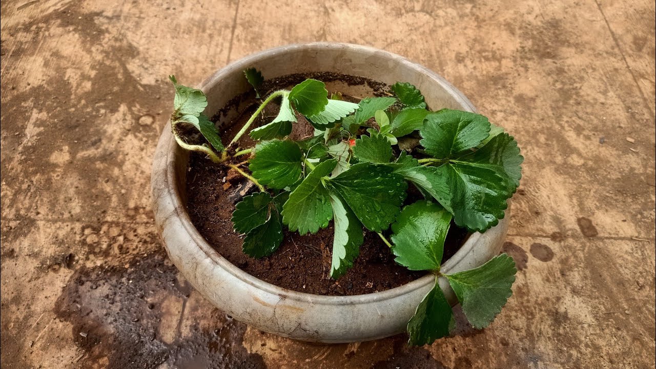 Strawberry fruit plant #garden #plant #fruit 