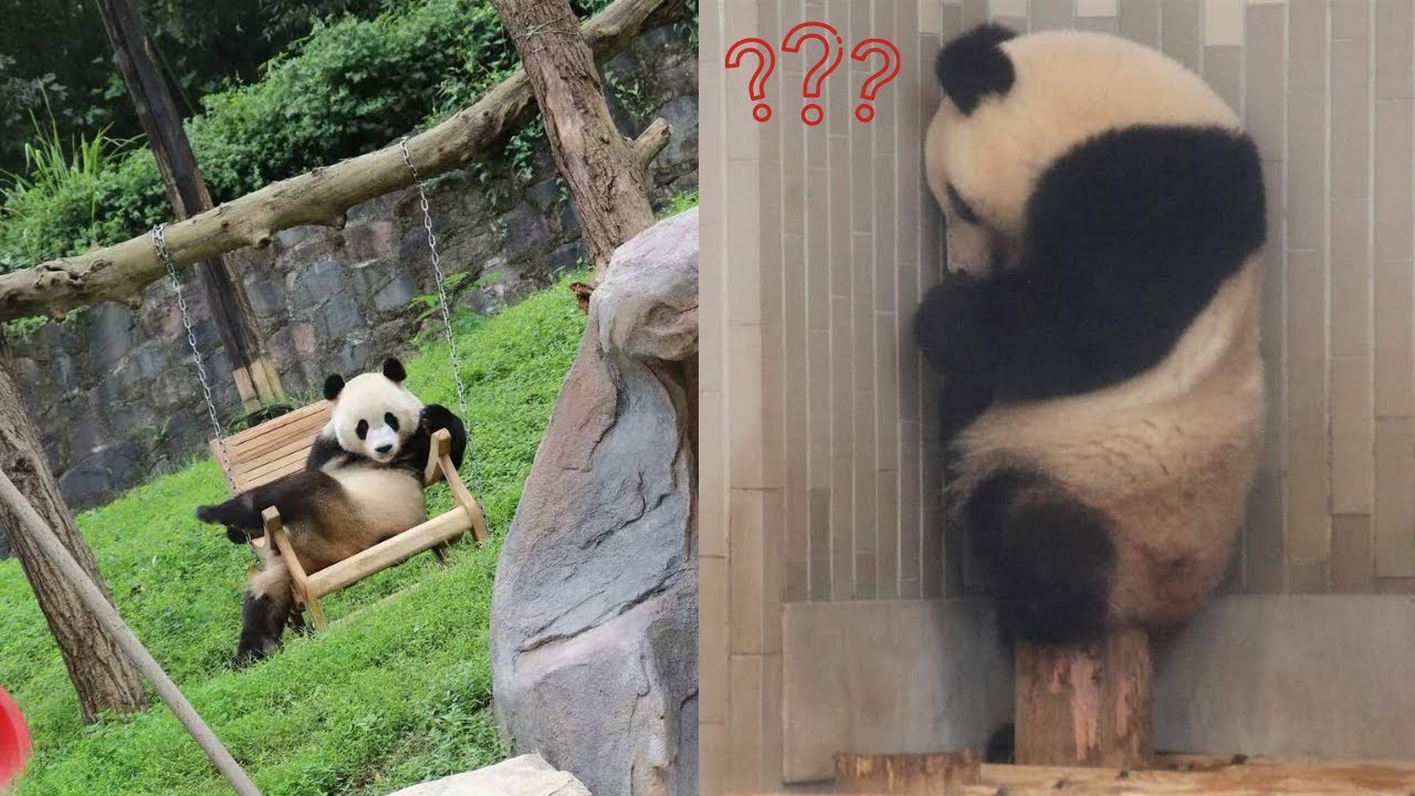 Kumpulan vidio panda lucu yang bikin ada ingin nyomot satu 🐼 New funny Panda 2021