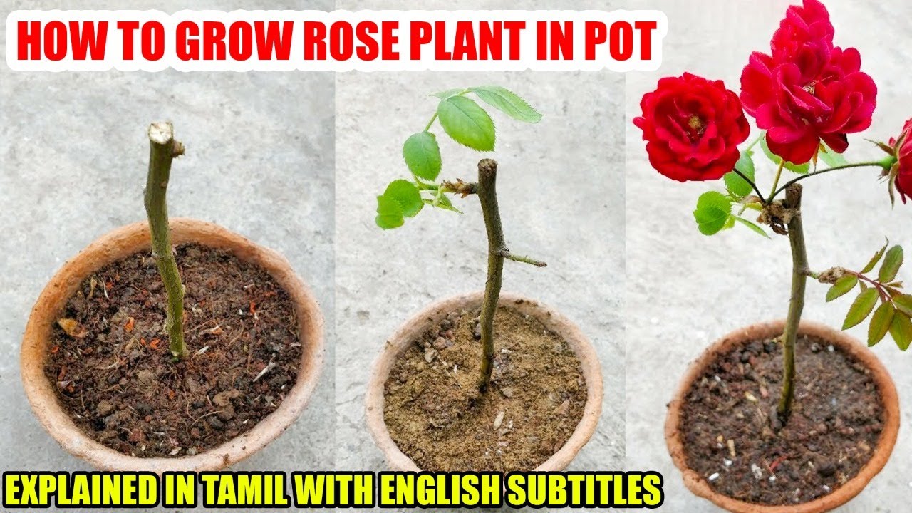 Rose Plant Growing Tips in Tamil | ரோஜா செடி பூக்கவில்லையா? | how to grow rose plant