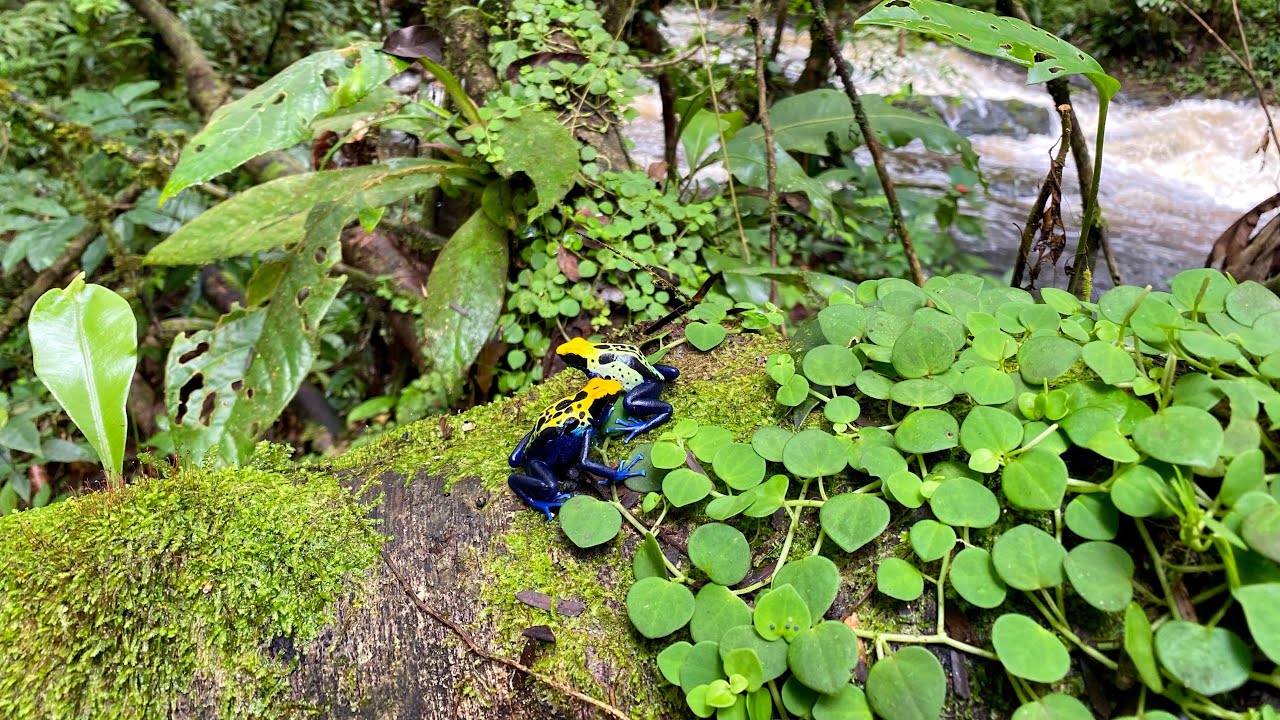 POISON DART FROG (Dendrobates tinctorius) in natural habitat in the Brazilian Amazon.