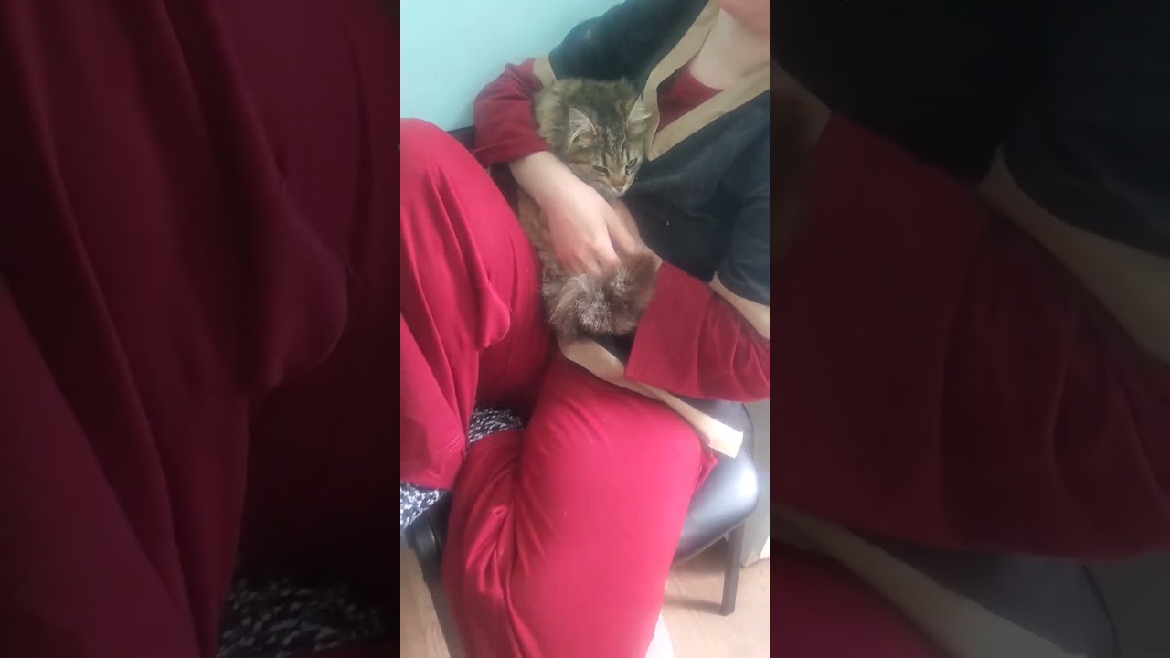 Розочка #cat собирается уезжать домой( она уехала в новый дом 9 05 2026 )
