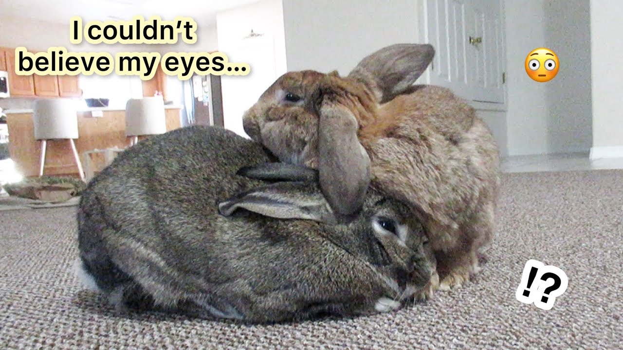 Rabbit’s 12 months Investment Finally Pays Off!? (Bonded Bunnies)