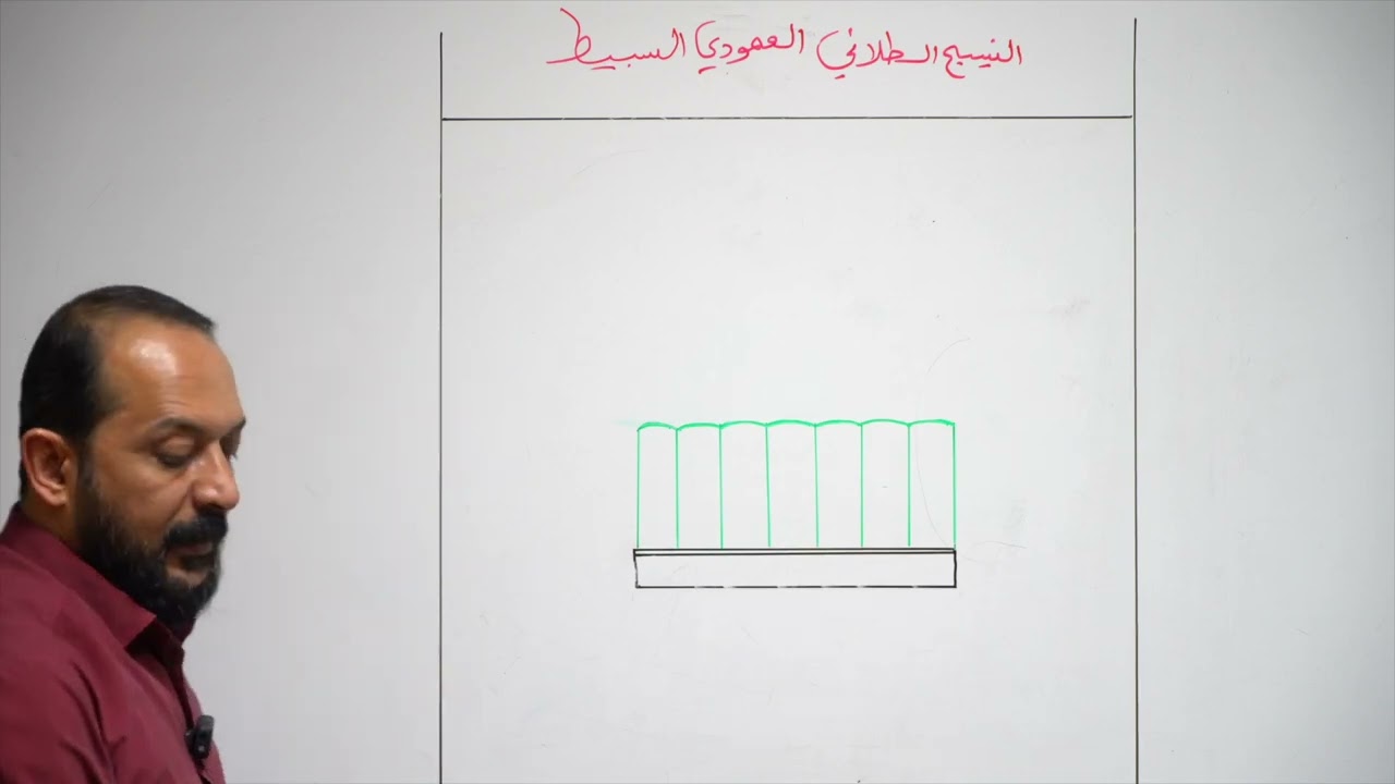 رسم النسيج الطلائي العمودي البسيط