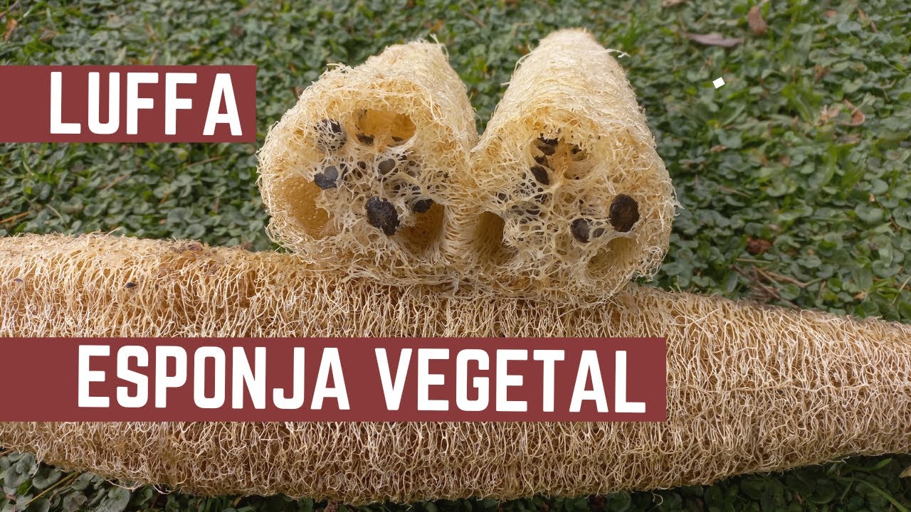 Que es la LUFFA - Como Cultivar, Sembrar y Cosechar Nuestras Propias ESPONJAS VEGETALES CUCURBITACEA