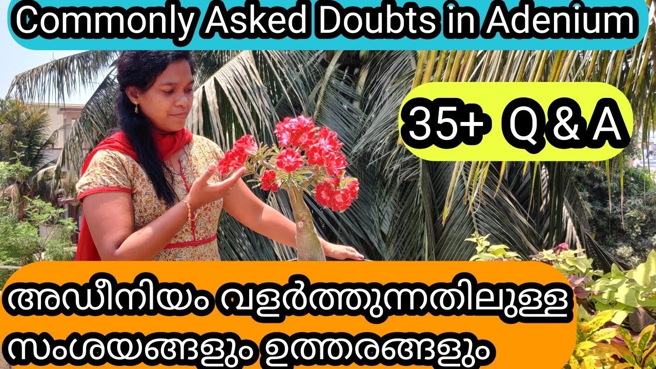 Frequently asked Doubts about Adenium | അഡീനിയം വളർത്തുന്നതിൽ ഉണ്ടാകുന്ന ചില സംശയങ്ങൾ