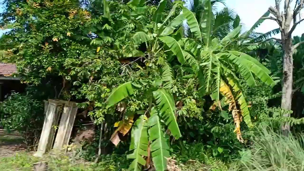 Sawah Padi Perlis 2
