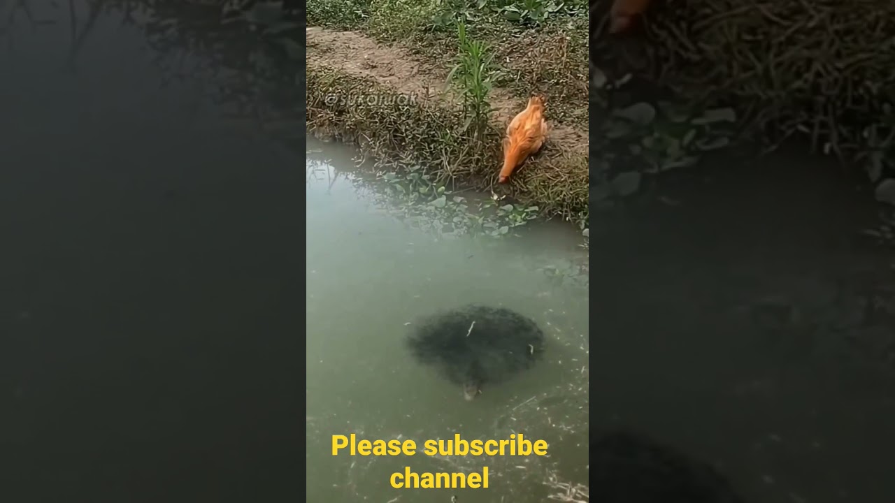 snakehead fish attack on chicken 😱😱😱😱😱🦈🦈🦈 #shortvideo #snakheadfishkeeper #tending #viral #snakhead