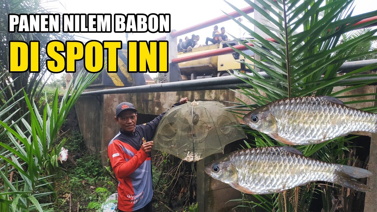iseng iseng pasang bubu payung di spot parit pinggir jalan raya hasilnya tidak di sangka #DB-352