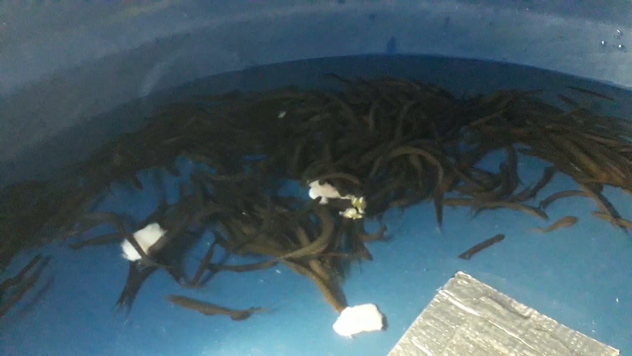 COMO CRIAR TUVIRAS EM CAIXA D'&Aacute;GUA