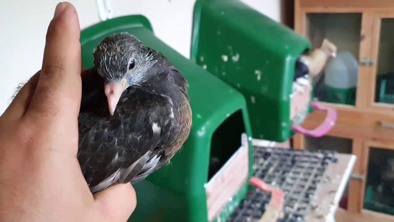 Güvercinde Kursak Mantarı Ve Peynirleşme Tedavisi