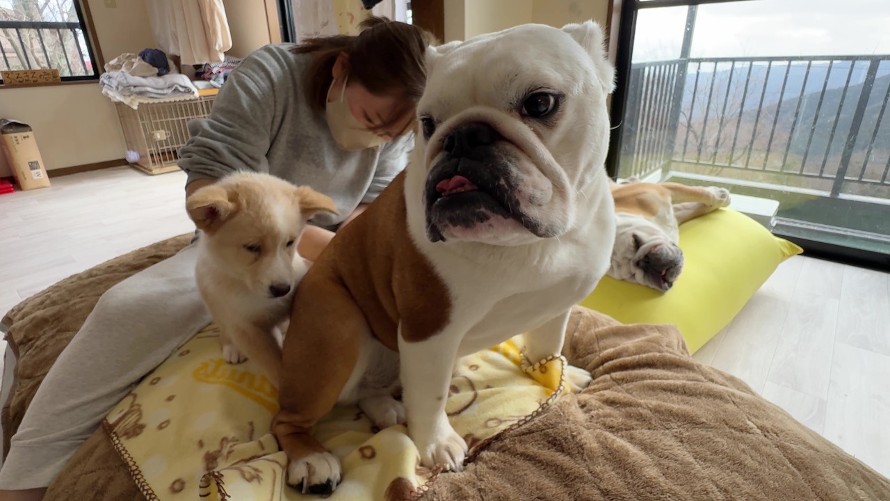 初めての我が家で不安な介護子犬…それを察した、まるこお姉ちゃんの寄り添う姿が優しすぎました♪