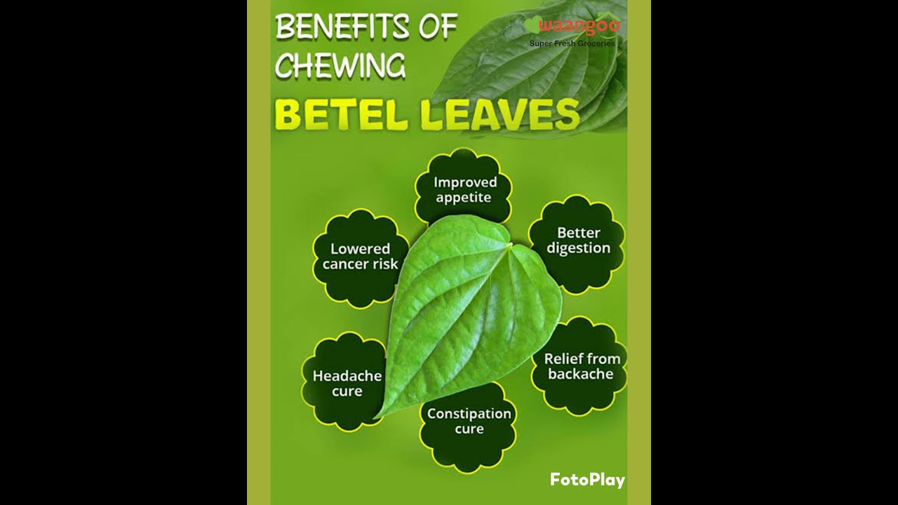 benefits of  betel leaves