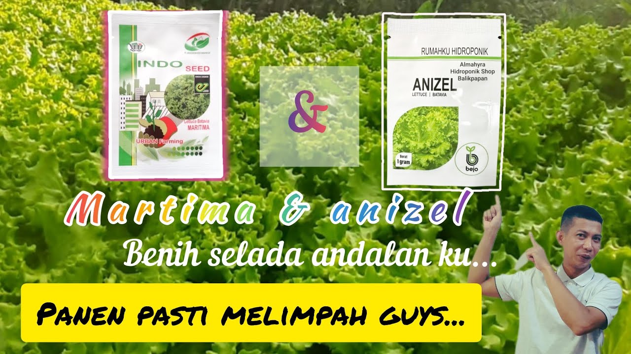 Selada Martima dan Anizel Andalanku | Panen Pasti Melimpah