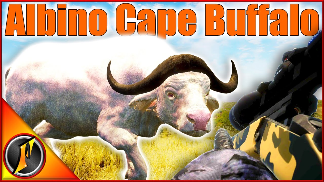 An Albino Cape Buffalo as We Search for Eurasian Wigeon on Vurhonga!