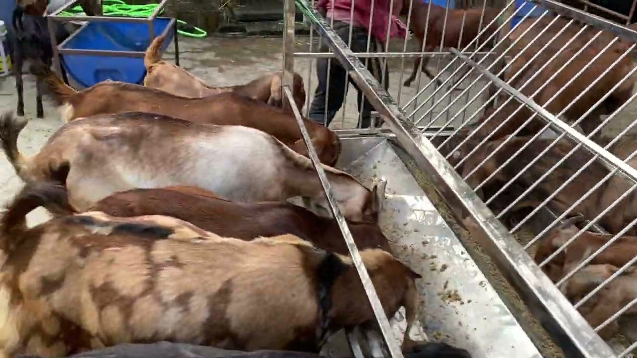 আমাদের ছাগলের খাবার পাত্র গুলো কেমন হল?