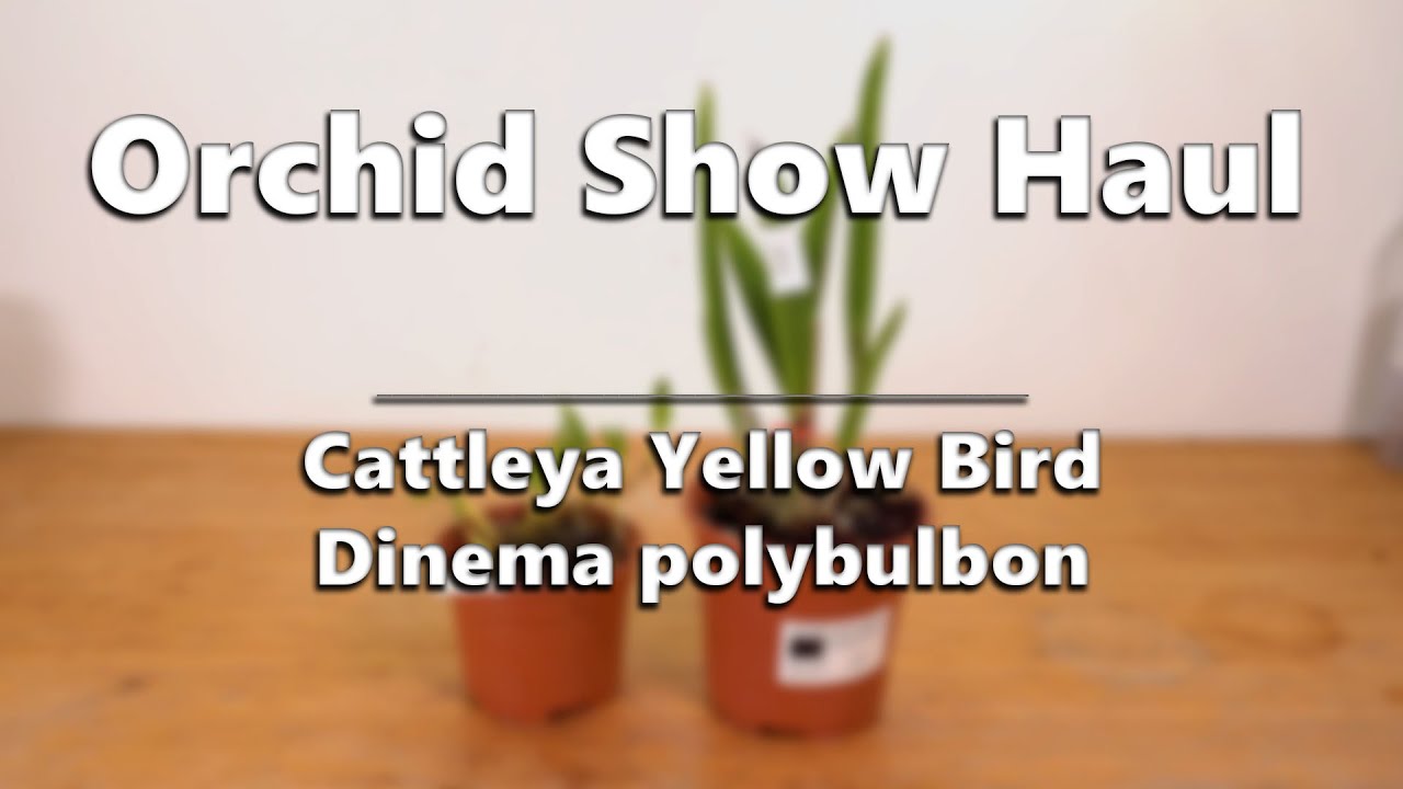 Orchid Mini Haul - Catt. Yellow Bird, Dinema polybulbon