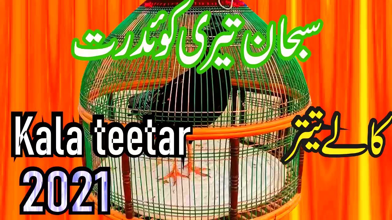 new kala teetar ki awaz subhan teri qudrat || subhan teri qudrat || کالا تیتر کی آواز 2021