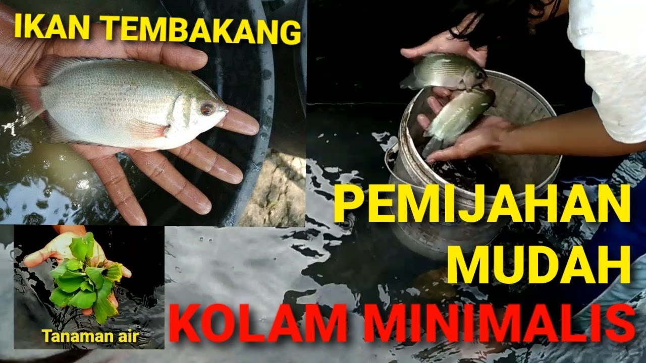 CARA BUDIDAYA IKAN TEMBAKANG DIKOLAM MINIMALIS || PEMIJAHAN IKAN TEMBAKANG