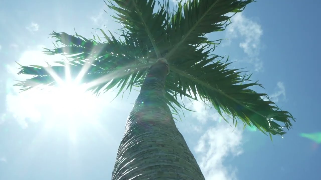 Laowa - 24mm f14 - Macro Probe Lense - Demo Video