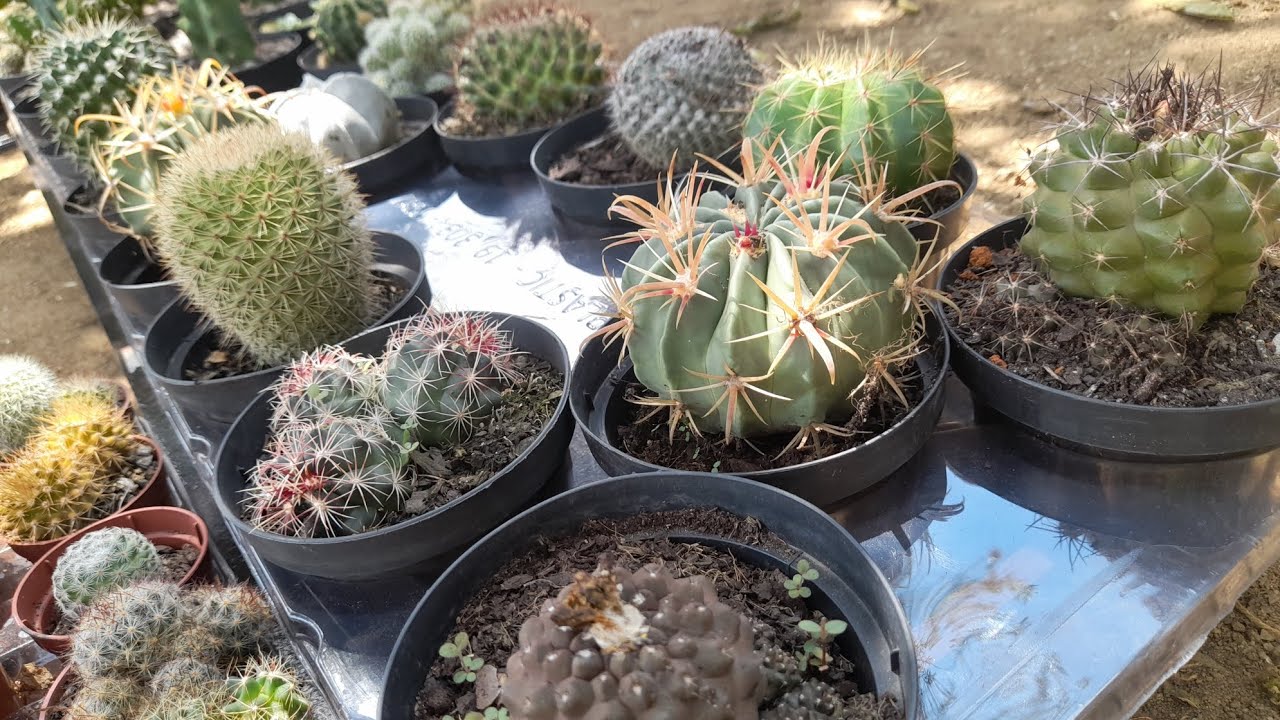Chegou novidades na coleção🌵🤩 | Cactos Raros | Cactos pra florir