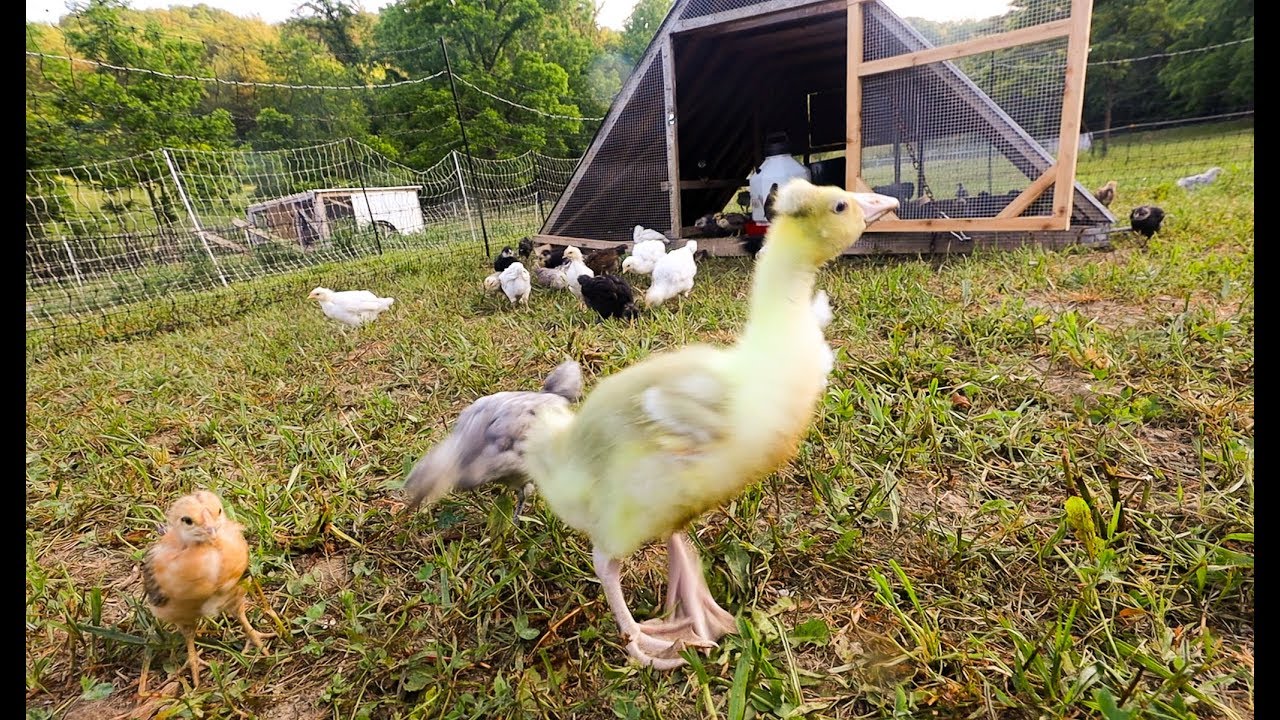 Introducing a Baby Guard Goose to 100 Feisty Chickens