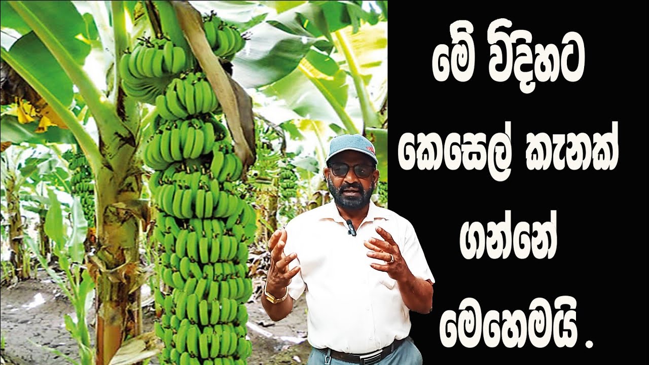 විශාල කෙසෙල් කැනක් ගමු / @AgriView61