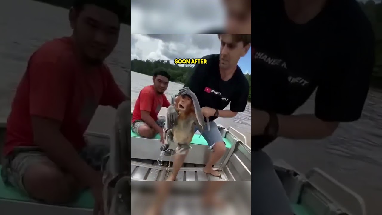 This Little Monkey Rescued from a river!!!