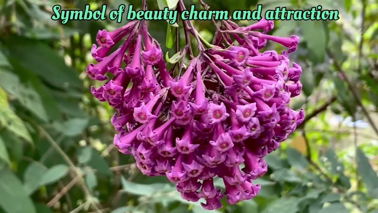 The Elegant Purple Beauty in Garden- Cestrum elegans #video #trending #viralvideo 
