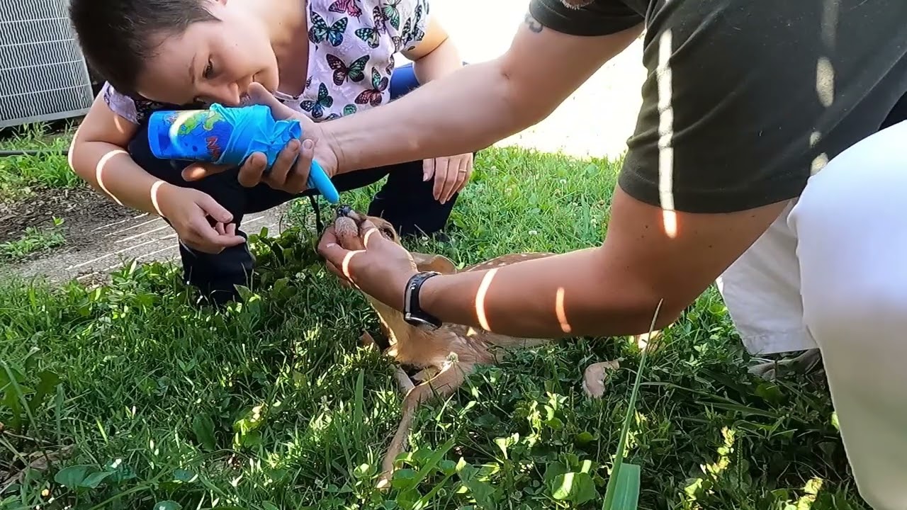 Saving a Baby Deer