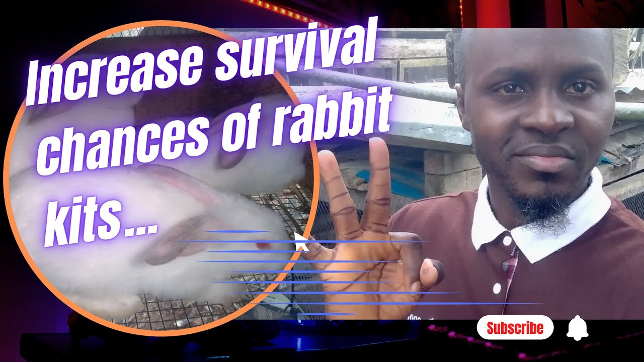 DO THIS TO INCREASE THE RATE OF RABBIT KIT SURVIVAL, @scentfarms