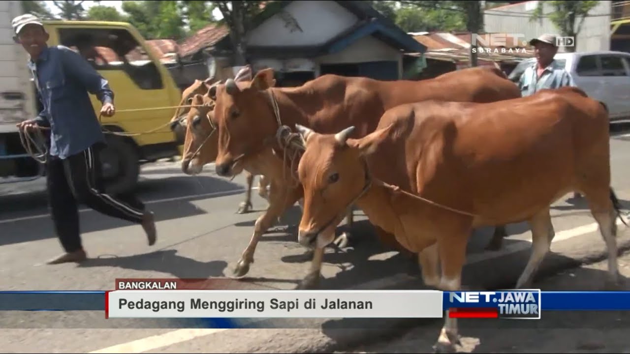 NET. JATIM - PASAR SAPI TUMPAH, AKTIVAS LALIN TERGANGGU