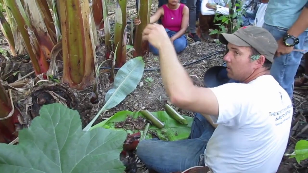 Coringa Agrofloresta: Aula sobre manejo da bananeira