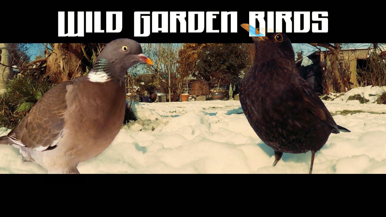 Garden Birds playing in Snow | Bird Feeder Cam - UK Species