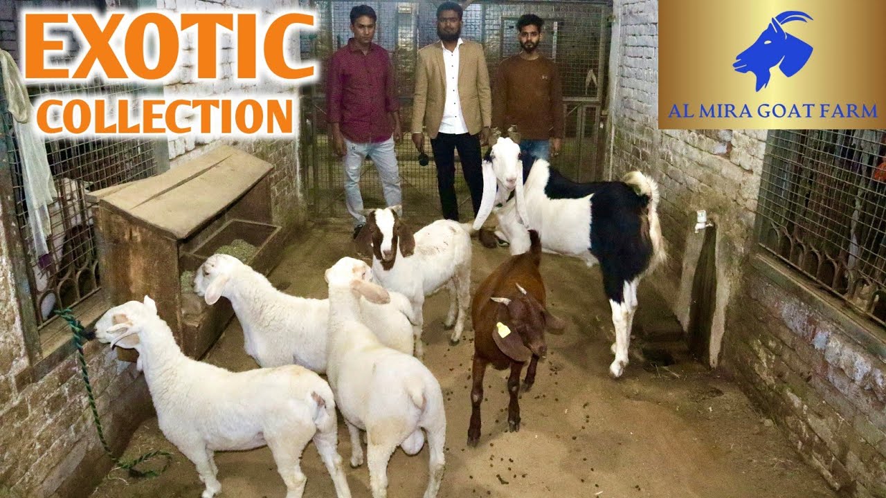 Exotic Breed Ka Shandar Collection All Exotic Breed Arrived At Al Mira Goat Farm