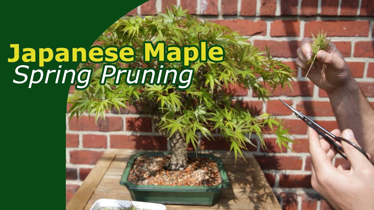 Spring Pruning Japanese Maple Bonsai