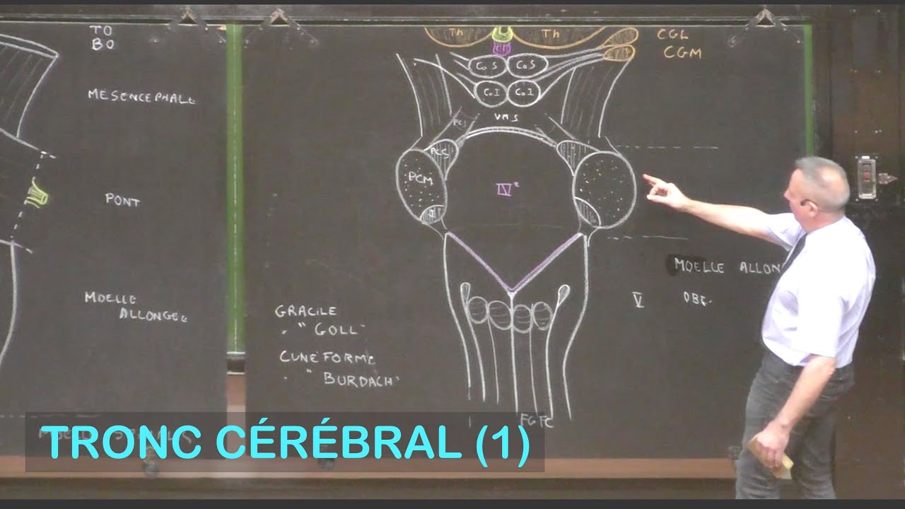 Anatomie du tronc cérébral 1 (Neuroanatomie 3)