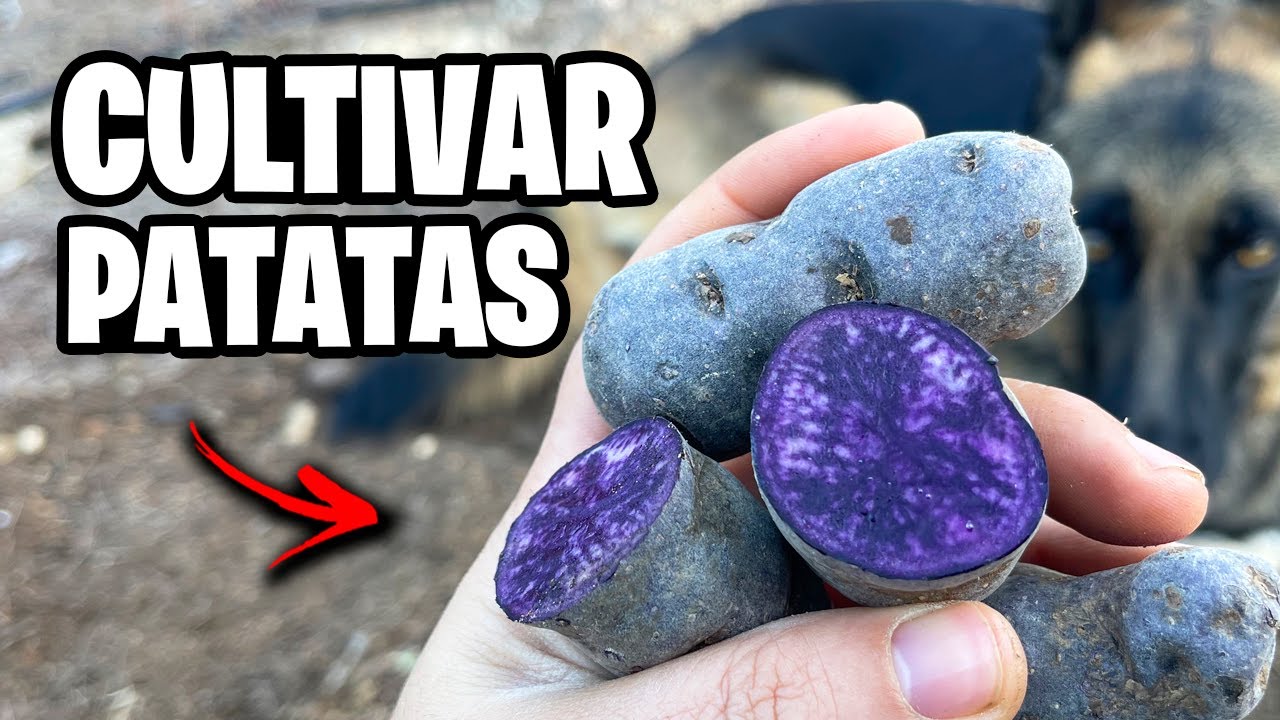 Como Sembrar PATATAS o PAPAS en el Huerto!! 🥔 Mis Mejores Trucos y Consejos | La Huerta de Ivan