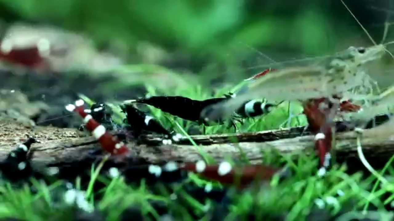 Taiwan Bee shrimp feeding time