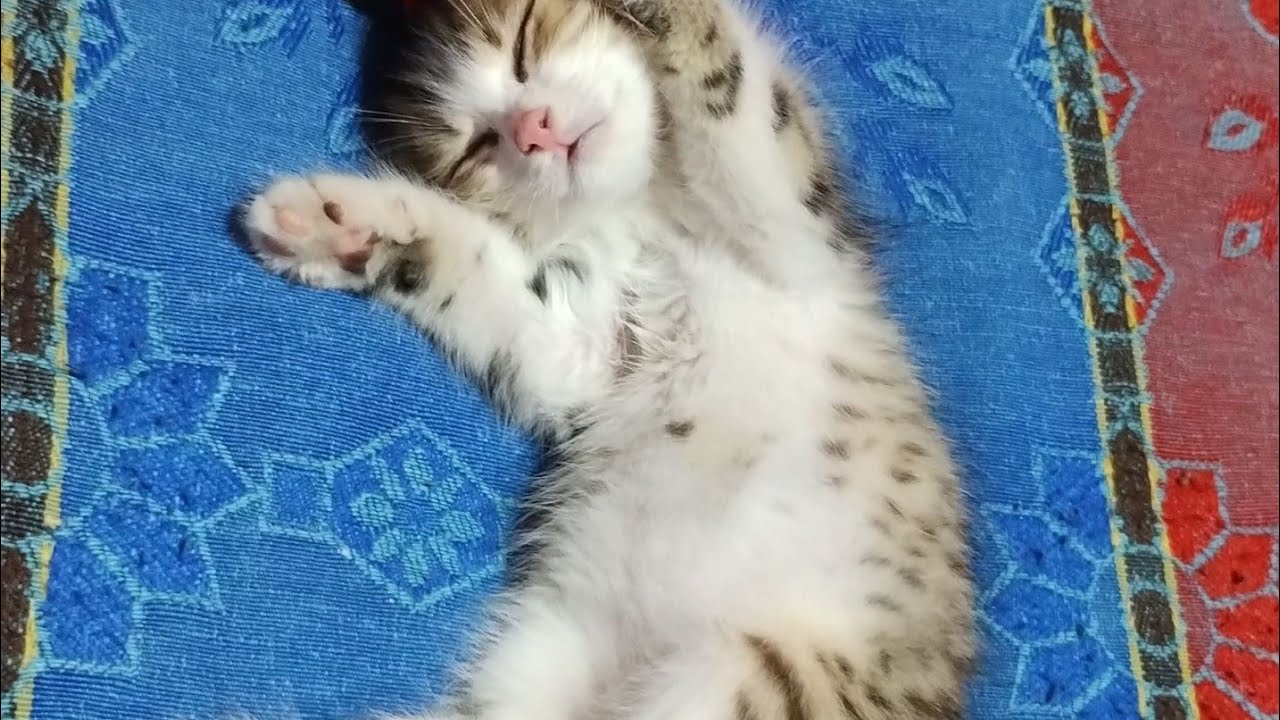 Kitkat THE Cat is live