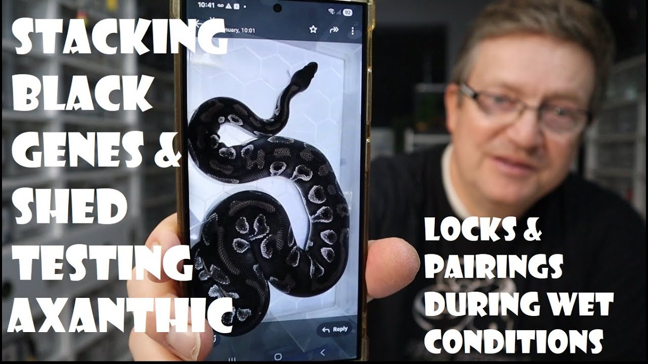 Stacking black genes and Shed Testing for Axanthic + key locks and pairings during wet conditions