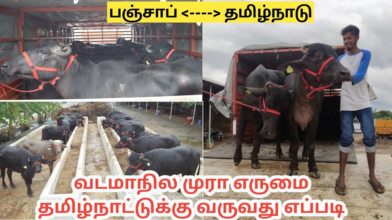 20 லிட்டர் கறக்கும் டில்லி எருமை தமிழ்நாட்டுக்கு வருவது எப்படி