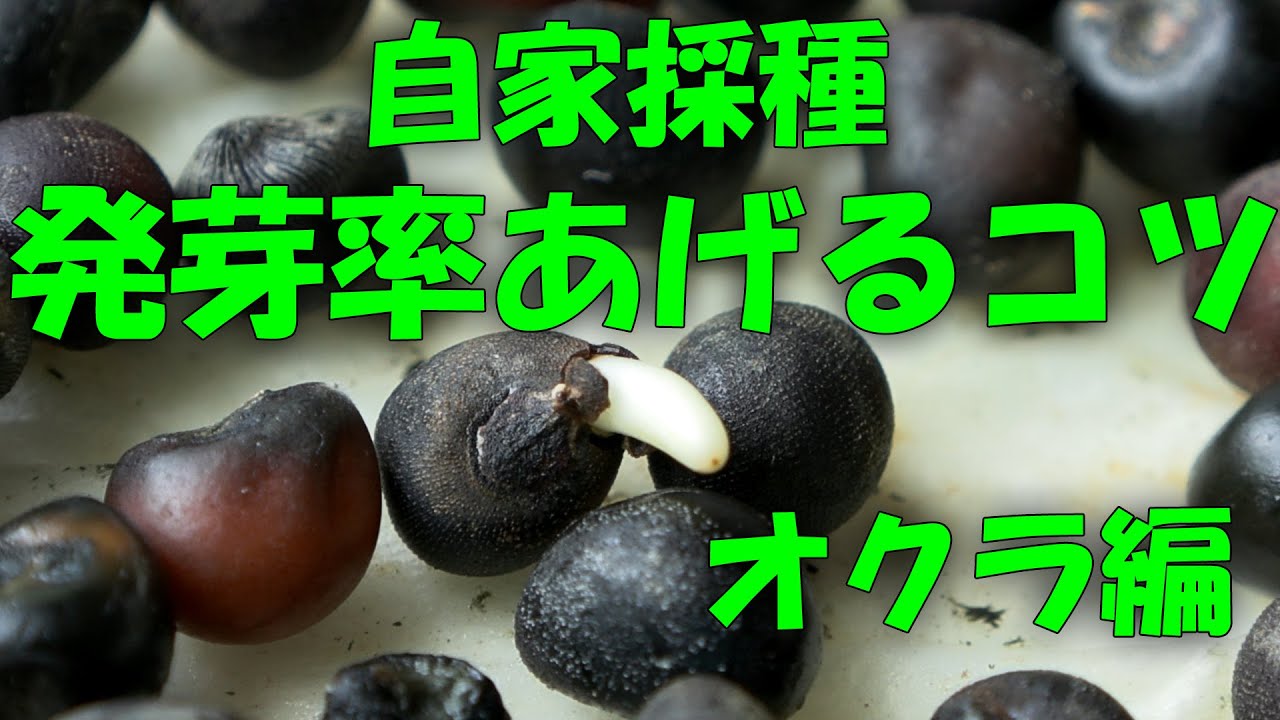 【自家採種】発芽率上げるコツ オクラ編　【4K】