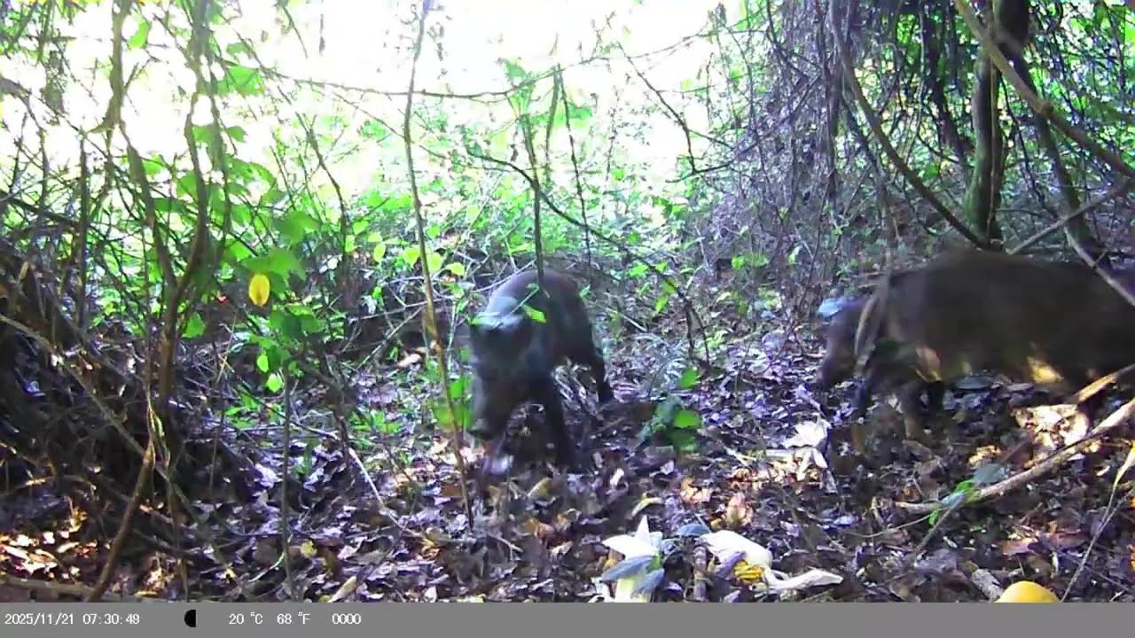 Ceva 3 em Alta Atividade | Bando de Javalis, Pacas e Capivara