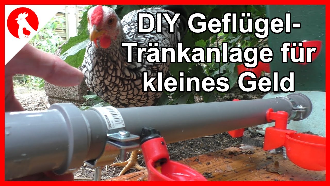 122 DIY günstige Tränkanlage für den Hühnerauslauf  / chicken drinker automatic