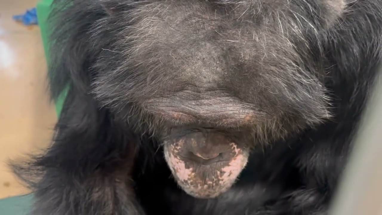 Waking Up The Chimp House