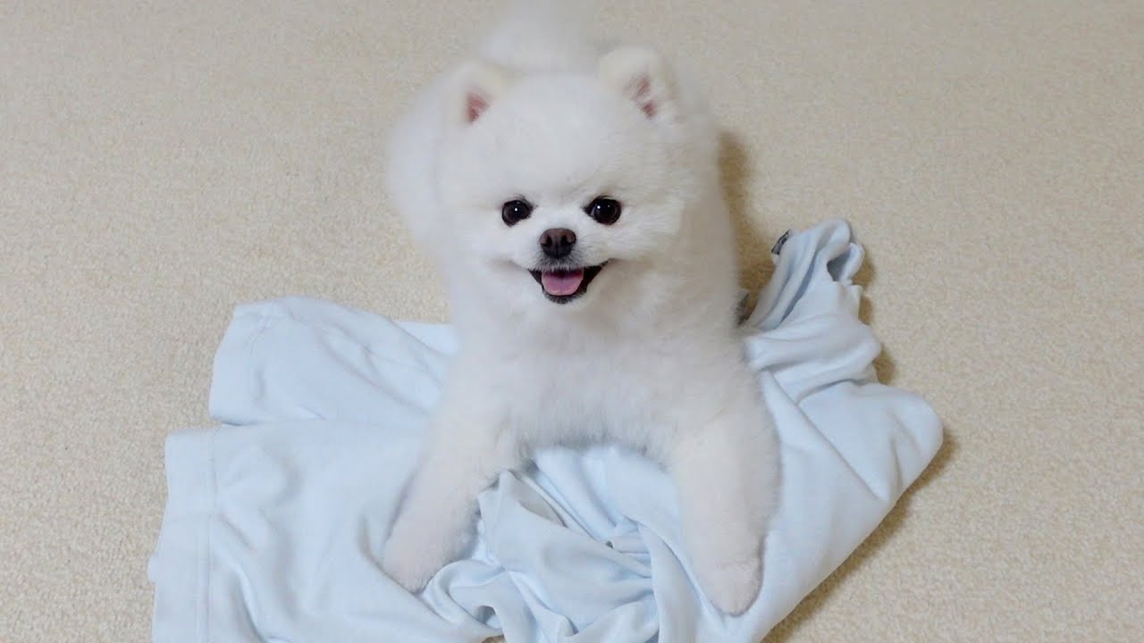 洗濯物をメチャクチャにしてしまったポメラニアン