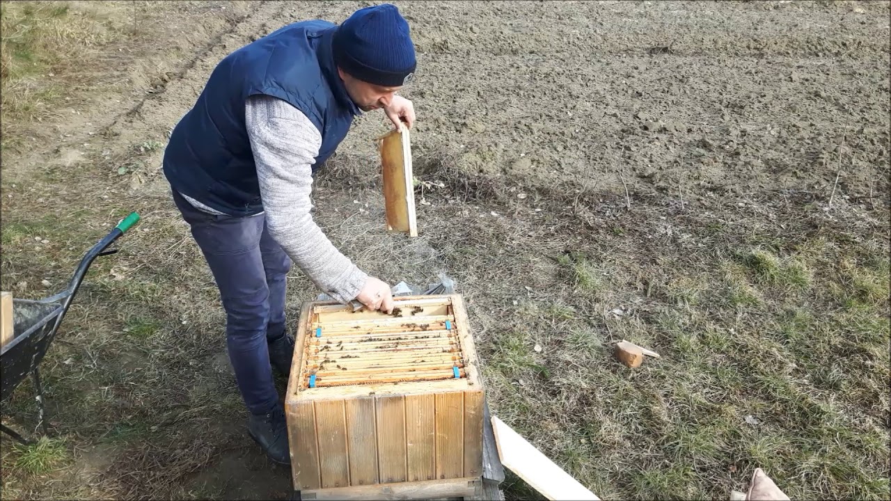 rozwój rodzin na 2 korpusach wielkopolskich. cz.1