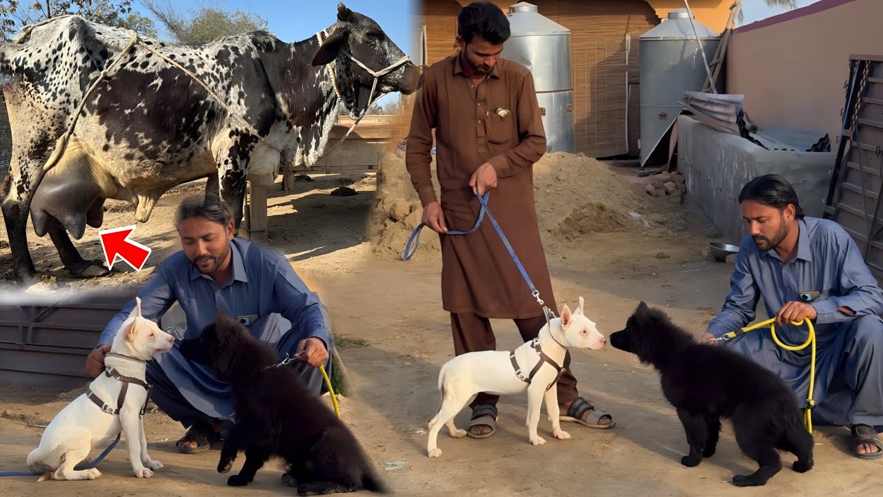 Dera Par Ayi New Mehmaan 