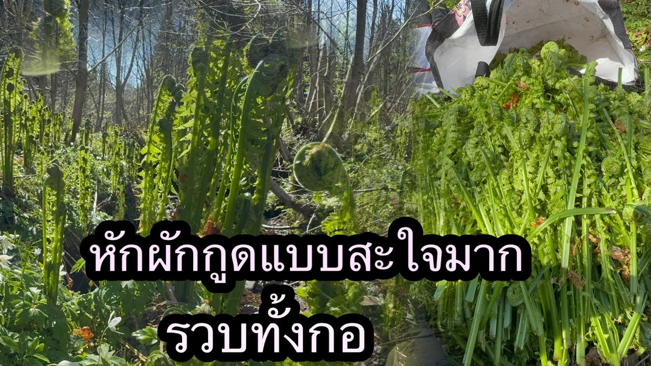 หักผักกูดแบบสะใจมากรวบทั้งกอ #หักผักกูดรวบทั้งกอ #เก็บผักกูดมันๆสนั่นป่า￼ #ดงผักกูดชัดชัด ￼