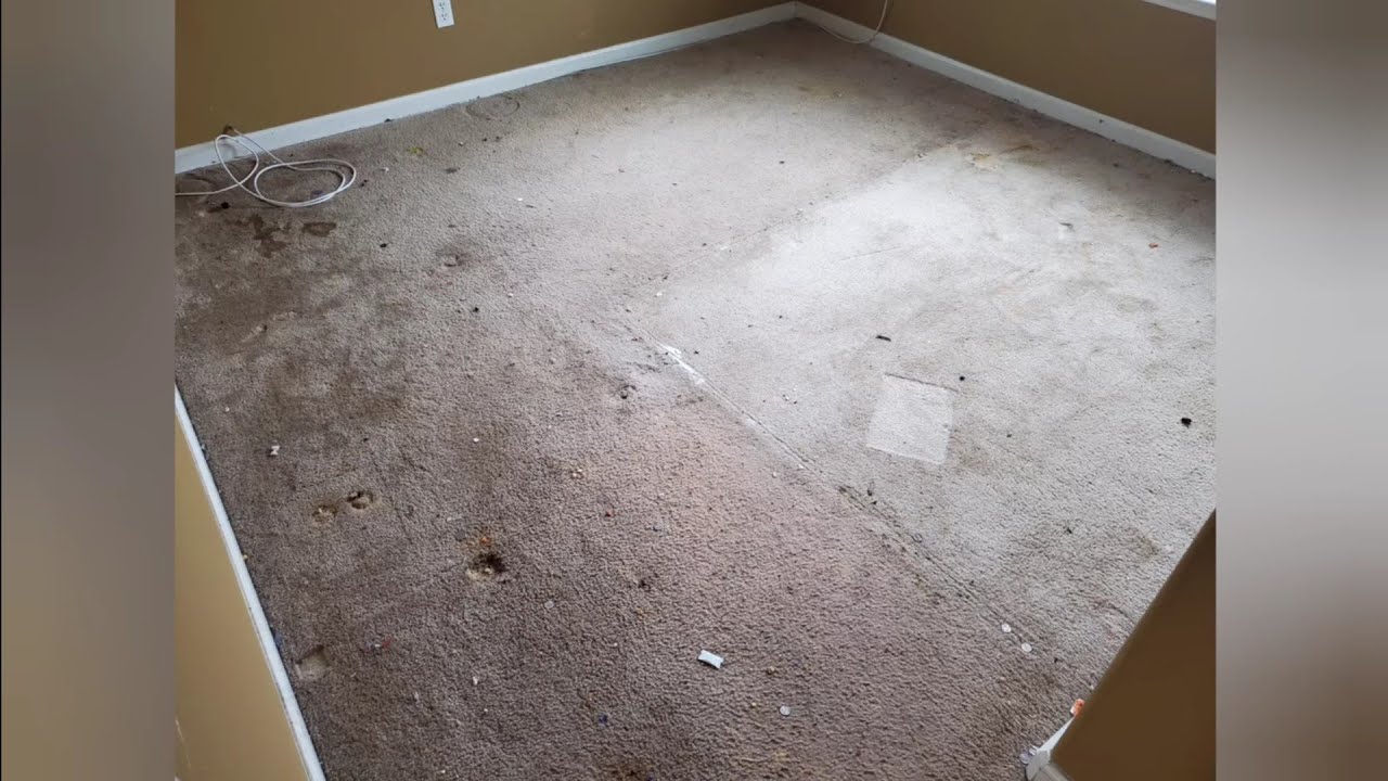 Disaster Carpet Clean Up Part 2 ASMR with Satisfying Results